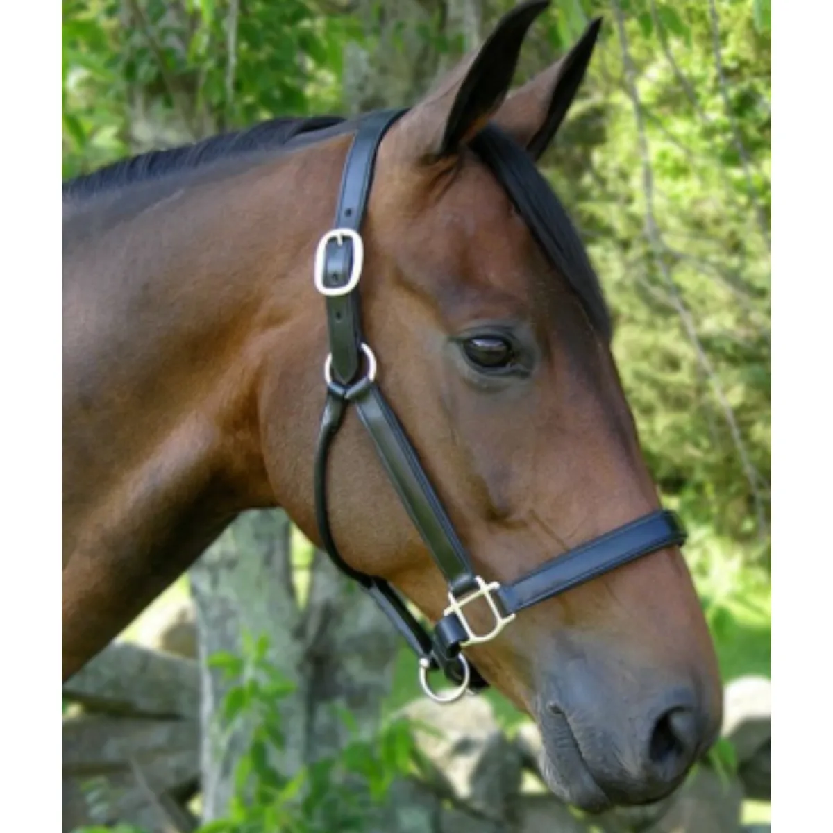 Red Barn 'Kelly' Show Halter in Black/Brushed Nickel - Pony